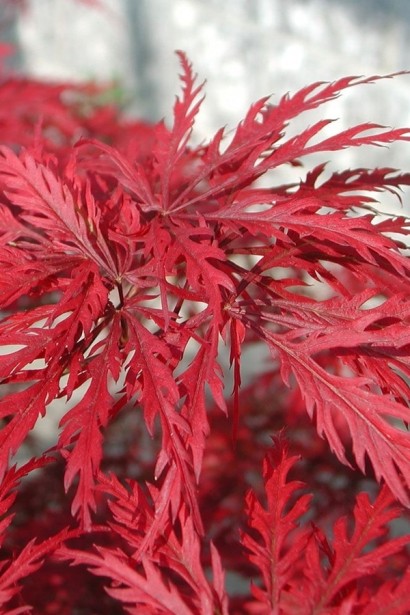 Клен віяловий/пальмолистий ’Емеральд Лейс’|Acer palmatum ’Emerald Lace’|Клен веерный/пальмолистный ’Эмеральд Лейс’